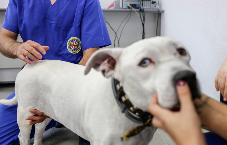 otitis en perros limpieza y tratamiento