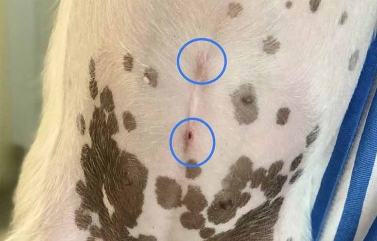 esterilización laparoscopia perras y gatas - blog veterinaria uax