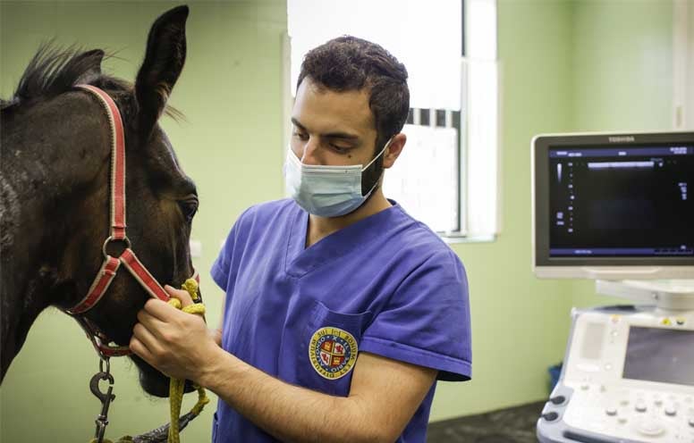 causas colico caballos - blog veterinaria uax