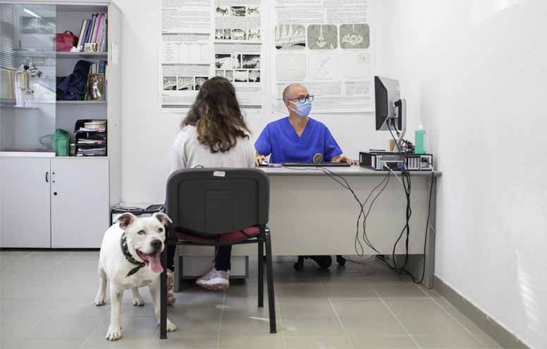 castrar o esterilizar - blog veterinaria uax