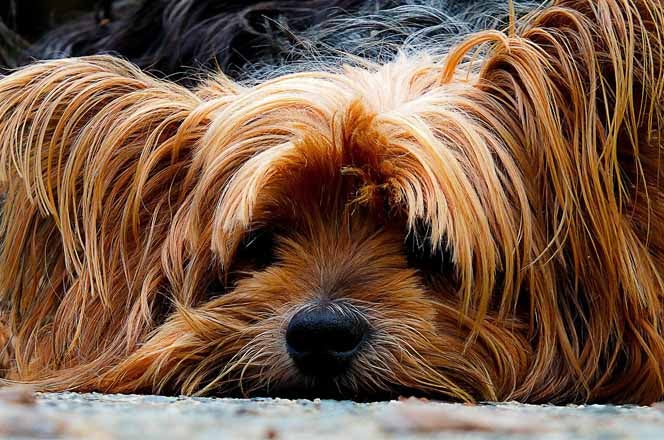 Minimizar Prima tarde Síntomas y tratamientos del mal de cushing en perros