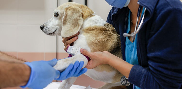 Clínica De Cardiología Veterinaria