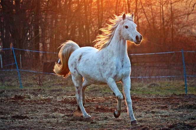 Cuáles son las partes del caballo