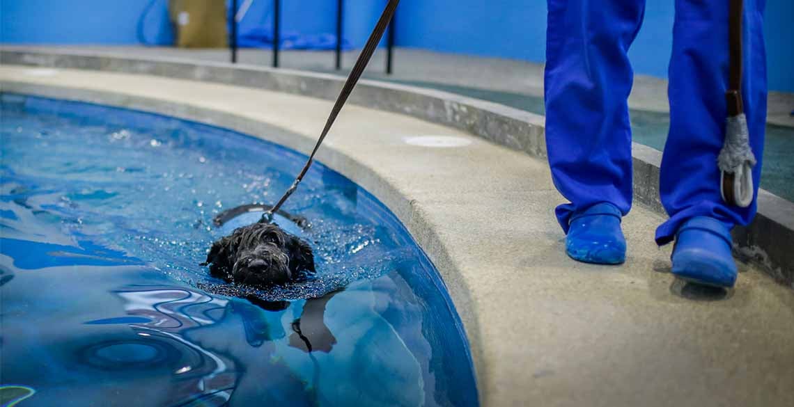 Piscinas para perros en Madrid - Healthvet Asociacion Veterinaria